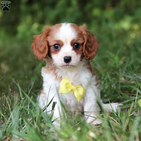 Mickey, Cavalier King Charles Spaniel Puppy